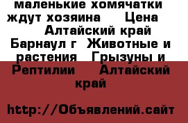  маленькие хомячатки) ждут хозяина ) › Цена ­ 30 - Алтайский край, Барнаул г. Животные и растения » Грызуны и Рептилии   . Алтайский край